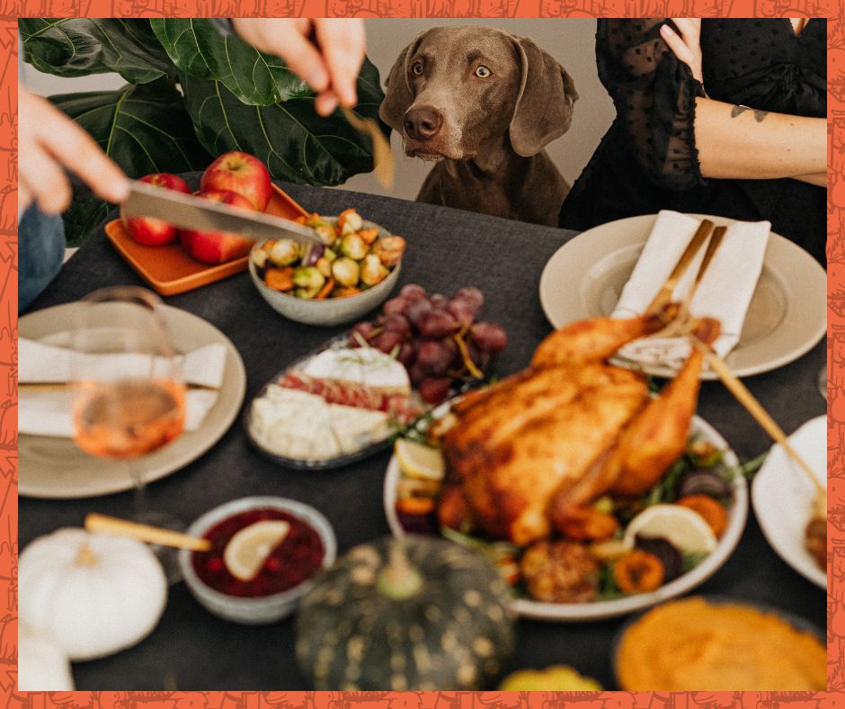 Brown dog staring at a Thanksgiving dinner.